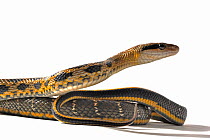 Taiwan Beauty Ratsnake (Orthriophis taeniurus) against white background. Endemic to Taiwan and South East Asia.