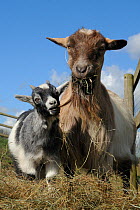 Pygmy goat kid (Capra hircus) chewing its mother's beard as she chews hay, Wiltshire, UK, March.
