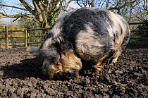 Kunekune pig (Sus scrofa domestica), a New Zealand breed, foraging in muddy free-range pen, Wiltshire, UK, March.