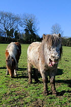 American miniature horse (Equus caballus) baring its teeth as another grazes nearby, Wiltshire, UK, March.