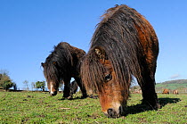 Low angle view of two American miniature horses (Equus caballus) grazing grass, Wiltshire, UK, March.