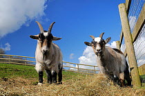 Two adult Pygmy goats (Capra hircus) in a fenced paddock, Wiltshire, UK, March.