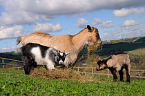 Mother Pygmy goat (Capra hircus) and two kids grazing hay in a fenced hillside paddock, Wiltshire, UK, March.