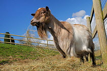 Pygmy goat (Capra hircus) with large beard grazing hay in fenced paddock, Wiltshire, UK, March.