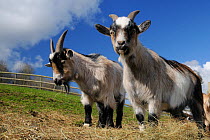 Two adult Pygmy goats (Capra hircus) grazing hay in a fenced paddock, Wiltshire, UK, March.