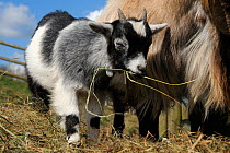 Pygmy goat kid (Capra hircus) grazing hay next to its mother in a fenced paddock, Wiltshire, UK, March.