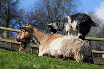 Pygmy goat kid (Capra hircus) standing on its mother back in fenced paddock, Wiltshire, UK, March.