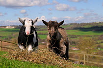 Two Pygmy goat kids (Capra hircus) grazing hay in a hillside paddock, Wiltshire, UK, March.