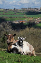 Pygmy goat kid (Capra hircus) leaning against its mother, Wiltshire, UK, March.