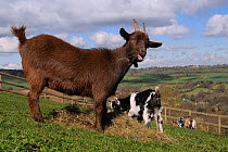 Mother and kid Pygmy goat (Capra hircus) grazing hay in hillside paddock, Wiltshire, UK, March.