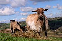Mother and kid Pygmy goat (Capra hircus) grazing on hay in hillside paddock, Wiltshire, UK, March.