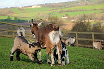 Mother Pygmy goat (Capra hircus) suckling two kids in a fenced paddock, Wiltshire, UK, March.