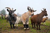 Three adult Pygmy goats (Capra hircus) standing in a fenced paddock on a misty morning, Wiltshire, UK, March.