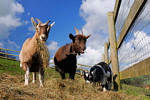Two adults and a kid Pygmy goat (Capra hircus) grazing hay in a fenced paddock, Wiltshire, UK, March.