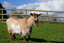 Pygmy goat (Capra hircus) with large beard in grassland paddock, Wiltshire, UK, March.