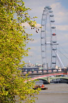 London Plane Tree (Platanus x hispanica) with dangling fruits overhanging the River Thames with the London Eye in the background, London, UK, May. 2012