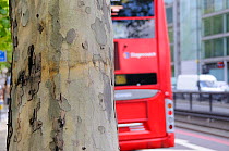 Double decker bus passing peeling bark of pollution resistant London Plane Tree (Platanus x hispanica), Euston Road, London, UK, May. 2012