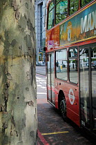 Double decker bus passing peeling bark of pollution resistant London Plane Tree (Platanus x hispanica), Euston Road, London, UK, May. 2012. No release available.
