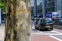 Busy traffic passing peeling bark of pollution resistant London Plane Tree (Platanus x hispanica), Euston Road, London, UK, May. 2012