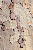 Cracked, peeling bark of pollution resistant London Plane Tree (Platanus x hispanica), London, UK, May. 2012