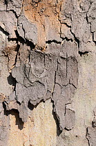 Cracked, peeling bark of pollution resistant London Plane Tree (Platanus x hispanica), London, UK, May. 2012