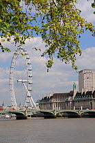 London Plane Trees (Platanus x hispanica) overhanging the River Thames with the London Eye, Westminster Bridge and County Hall in the background, London, UK, May. 2012