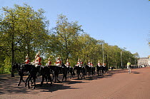 Horse Guards parading on The Mall, past avenue of London Plane Trees (Platanus x hispanica), with Buckingham Palace in the background, London, UK, May. 2012
