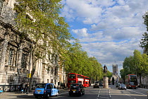 Row of London Plane Trees (Platanus x hispanica) lining Whitehall with the Victoria Tower of Westminster Palace in the background, London, UK, May. 2012
