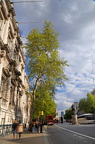 Row of London Plane Trees (Platanus x hispanica) lining Whitehall, long exposure, London, UK, May. 2012