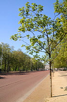 Avenues of London Plane Trees (Platanus x hispanica) lining The Mall with Buckingham Palace in the background, London, UK, May. 2012