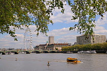 London Plane Trees (Platanus x hispanica) overhanging the River Thames with the London Eye, Westminster Bridge and County Hall in the background, London, UK, May. 2012