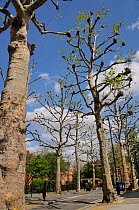 Pollarded London Plane Trees (Platanus x hispanica) lining a residential street, Millbank, London, UK, May. 2012