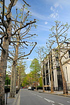 London Plane Trees (Platanus x hispanica), many of them pollarded, lining John Islip Street by the Tate Britain gallery, London, UK, May. 2012