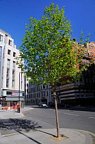 Young London Plane Tree (Platanus x hispanica), Buckingham Gate, Westminster, London, UK, May. 2012