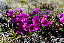 Purple saxifrage (Saxifraga oppositifolia) flowering on tundra, Ellesmere Island, Nunavut, Canada, June 2012