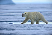 Male Polar bear (Ursus maritimus) walking on pack ice, Ellesmere Island, Nunavut, Canada, June 2012.