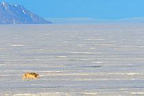 Male Arctic wolf (Canis lupus arctos) walking on pack ice, Ellesmere Island, Nunavut, Canada, June 2012