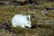 Arctic hare (Lepus arcticus) grazing on tundra, Ellesmere Island, Nunavut, Canada, June 2012.