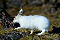 Arctic hare (Lepus arcticus), Ellesmere Island, Nunavut, Canada, June 2012.