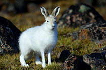 Arctic hare (Lepus arcticus) Ellemere Island, Nunavut, Canada. June 2012.
