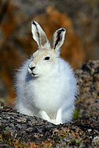 Arctic hare (Lepus arcticus), Ellesmere Island, Nunavut, Canada, June 2012.