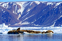 Walrus (Odobenus rosmarus) resting on ice, Ellesmere Island, Nunavut, Canada, June 2012