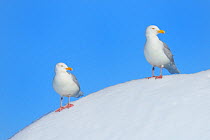 Two Herring gulls (Larus argentatus) perched on snow, Ellesmere Island, Nunavut, Canada, June 2012.