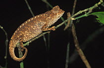 Stump-tailed chameleon (Brookesia decaryi), Mt d'Ambre NP, Madagascar