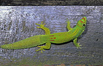 Flat-tailed gecko (Phelsuma serraticauda), Mananara Biosphere Reserve Reserve, Madagascar