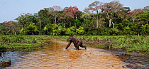 Western lowland gorilla (Gorilla gorilla gorilla) sub-adult female 'Mosoko' aged 8 years crossing a river, Bai Hokou, Dzanga Sangha Special Dense Forest Reserve, Central African Republic