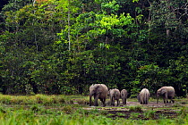 Forest elephant herd (Loxodonta cyclotis) drinking and wallowing in a river, Bai Hokou, Dzanga Sangha Special Dense Forest Reserve, Central African Republic