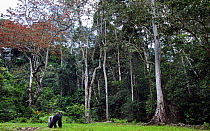Western lowland gorilla (Gorilla gorilla gorilla). dominant male silverback 'Makumba' aged 32 years, Bai Hokou, Dzanga Sangha Special Dense Forest Reserve, Central African Republic, December 2011