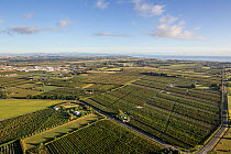 Aerial view of patchwork of agricultural land, orchards, and vineyards on the edge of a city, Hastings, Hawkes Bay,  North Island, New Zealand