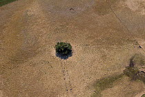 A single tree in the middle of a dry sheep paddock with scattered sheep, seen from a helicopter. Near Otane, Hawkes Bay, North Island, New Zealand.